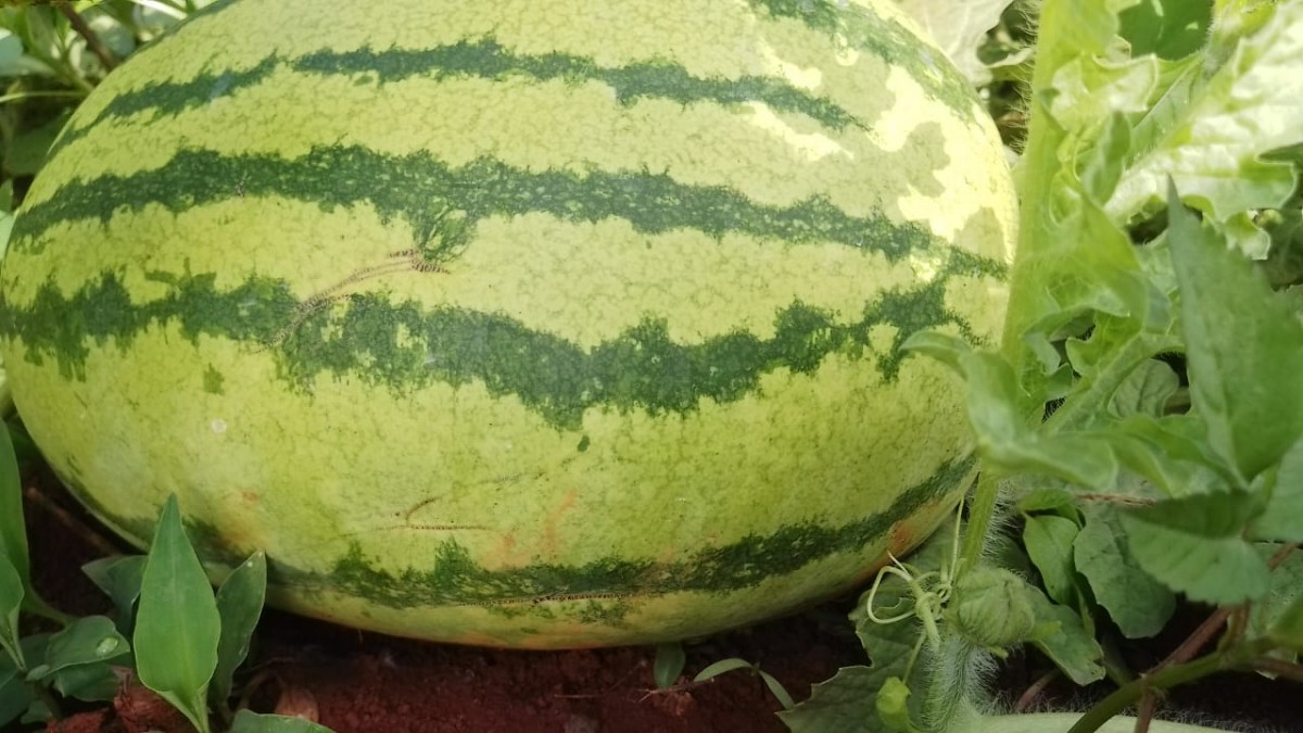 Watermelons from Kenya